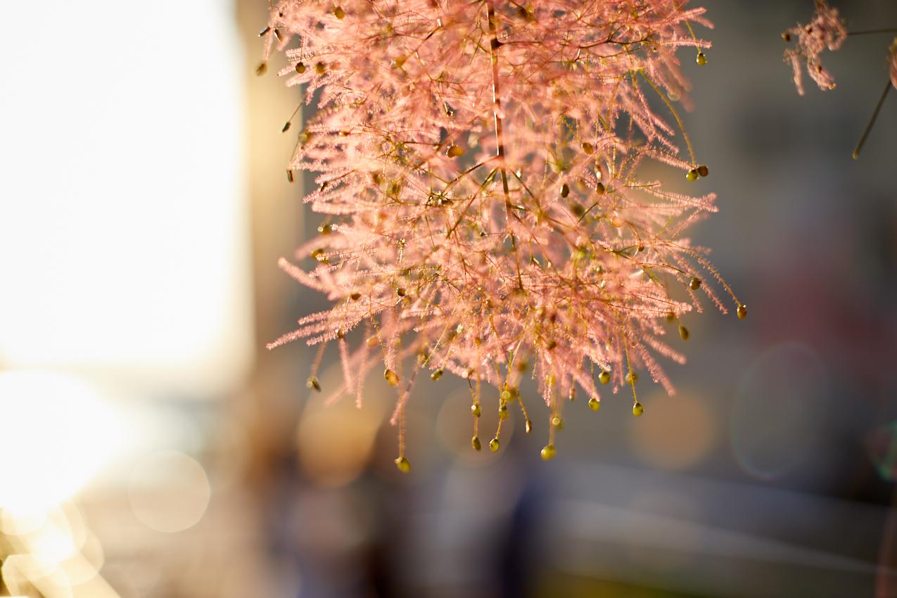 Alice Gianna Leo Falcon Wedding Photography New York